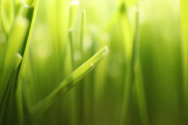 Зелена Трава Поле Крупним Планом — стокове фото