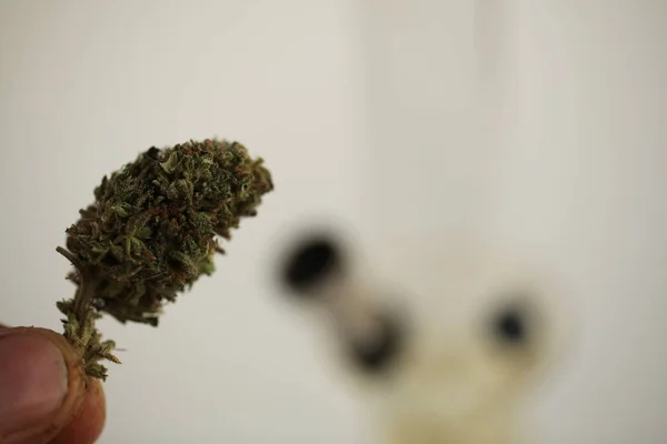 Marijuana Cannabis Droga Legale — Foto Stock