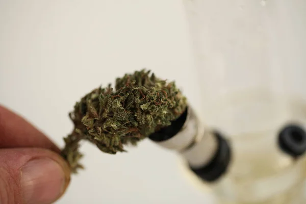 Marijuana Cannabis Legal Drug — Stock Photo, Image