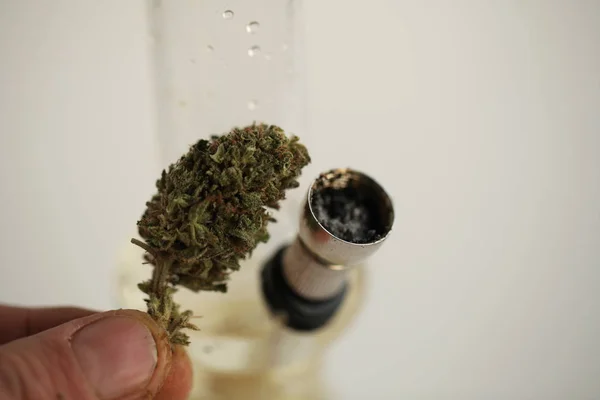 Marijuana Cannabis Droga Legale — Foto Stock