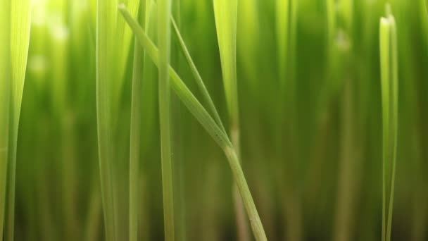 champ d'herbe verte gros plan