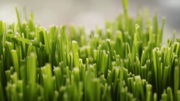 Campo Grama Verde Perto — Vídeo de Stock