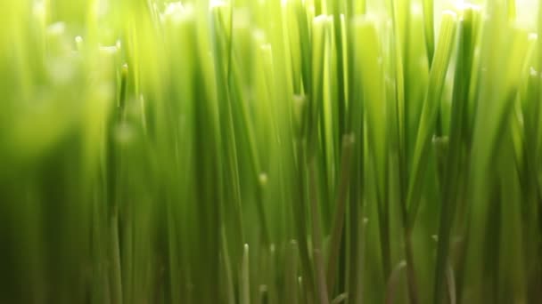 champ d'herbe verte gros plan