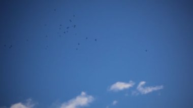 Esrar yağı tıbbi esrar Relax kavramı