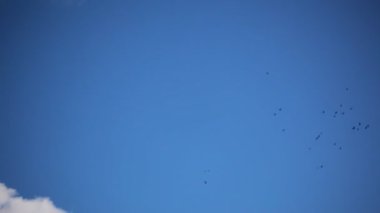 Esrar yağı tıbbi esrar Relax kavramı