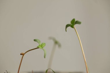 cannabis sprouts growing medical marijuana