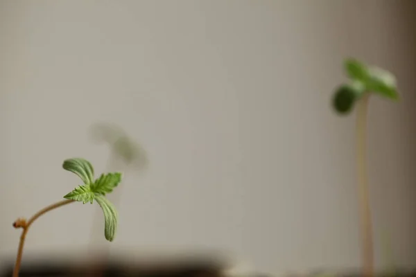 Cannabis Sprouts Growing Medical Marijuana — Stock Photo, Image