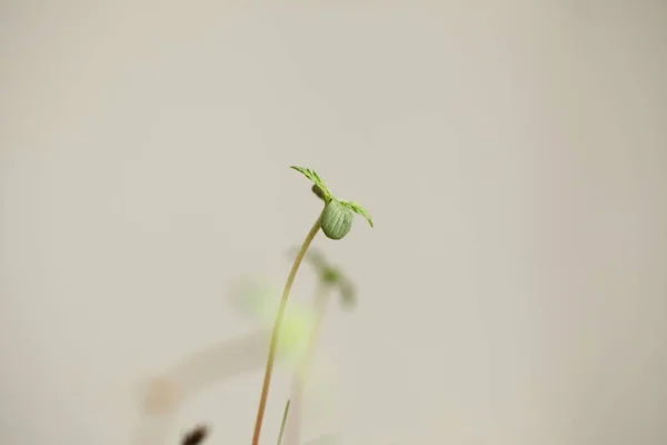 Cannabis Spruiten Groeiende Medische Marihuana — Stockfoto