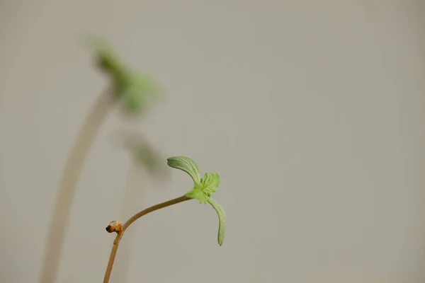 Cannabis Sprouts Growing Medical Marijuana — Stock Photo, Image