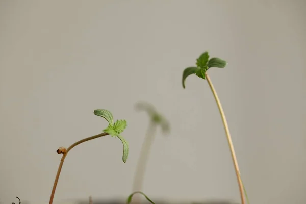 Brotos Cannabis Cultivo Maconha Medicinal — Fotografia de Stock