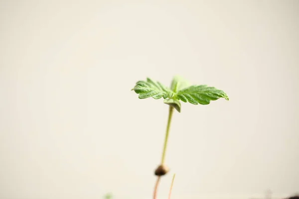 Varză Canabis Creștere Marijuana Medicală — Fotografie, imagine de stoc