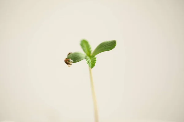 Cannabis Sprouts Growing Medical Marijuana — Stock Photo, Image