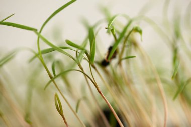 green dill sprouts close up  