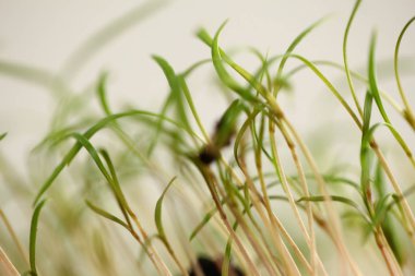 green dill sprouts close up  