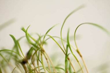green dill sprouts close up  