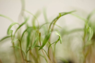 green dill sprouts close up  