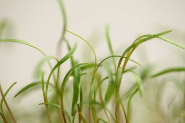 green dill sprouts close up  