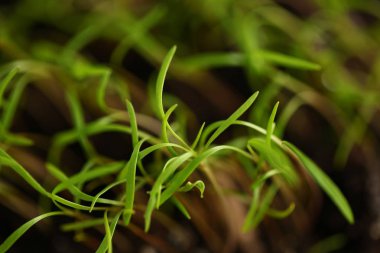 green dill sprouts close up  