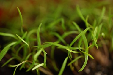 green dill sprouts close up  