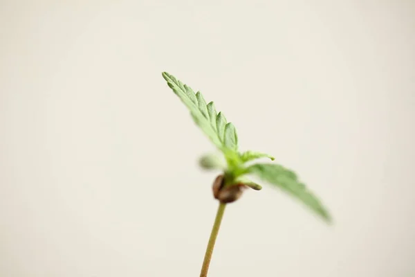 Cannabis Brotam Cultivo Maconha Medicinal — Fotografia de Stock