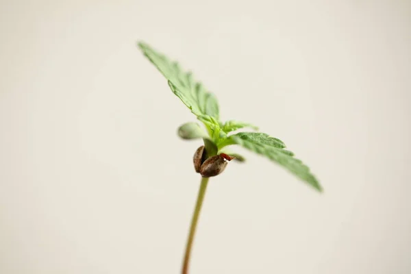 Cannabis Sprout Growing Medical Marijuana — Stock Photo, Image