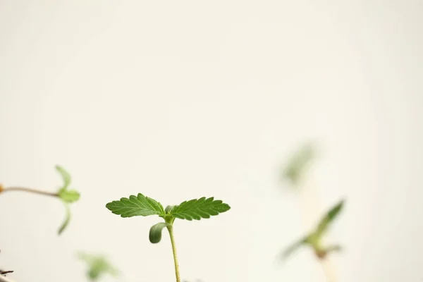 Brotos Cannabis Cultivo Maconha Medicinal — Fotografia de Stock