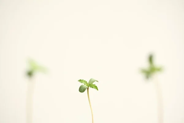 Cannabis Sprouts Growing Medical Marijuana — Stok fotoğraf