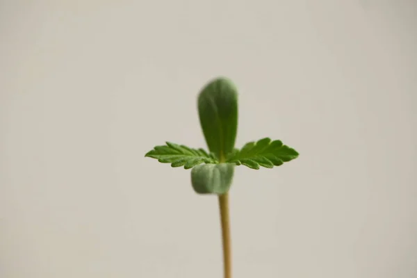 Cannabis Brotam Cultivo Maconha Medicinal — Fotografia de Stock