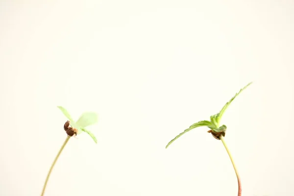 Cannabis Sprouts Growing Medical Marijuana — Stock Photo, Image