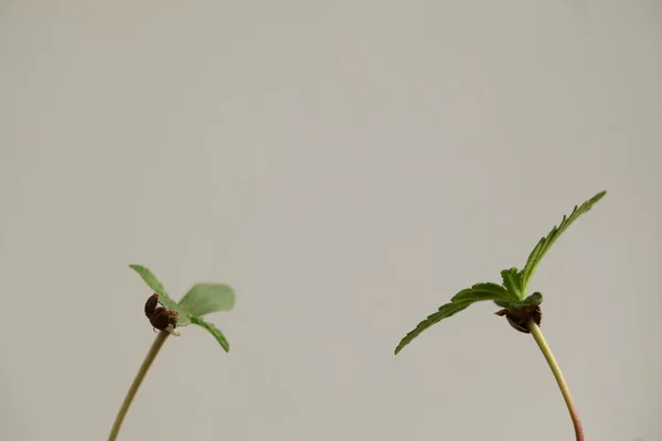 Cannabis Sprießt Beim Anbau Von Medizinischem Marihuana — Stockfoto