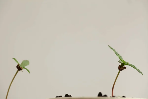 Cannabis Sprouts Growing Medical Marijuana — Stock Photo, Image