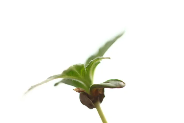 Cannabis Sprout Growing Medical Marijuana — Stock Photo, Image