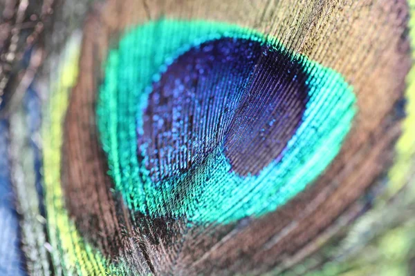 Texture of peacock feather decoration clothes