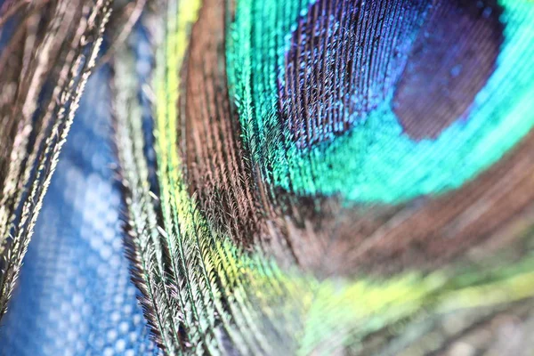 孔雀羽毛装饰服装的纹理 — 图库照片