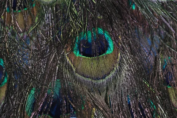 Texture of peacock feather decoration clothes