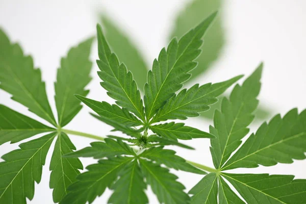 plantasyon tıbbi kenevir . esrar bitki çiftliği açık