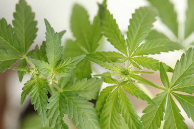 plantasyon tıbbi kenevir . esrar bitki çiftliği açık