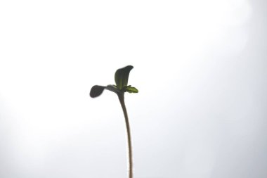 plantasyon tıbbi kenevir . esrar bitki çiftliği açık