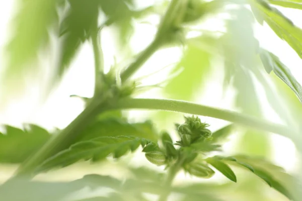 Plantage Medicinsk Cannabis Marijuana Plant Farm Utomhus — Stockfoto