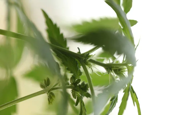 Plantação Cannabis Medicinal Maconha Planta Fazenda Livre — Fotografia de Stock