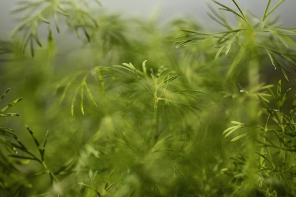 Plantage Medicinsk Cannabis Marihuana Plante Gård Udendørs - Stock-foto