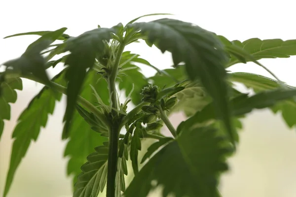 Plantação Cannabis Medicinal Maconha Planta Fazenda Livre — Fotografia de Stock