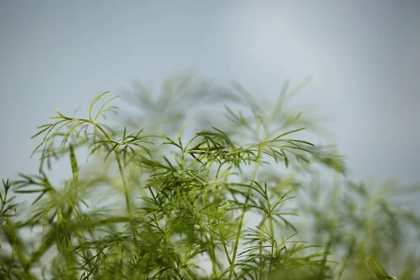 Plantage Medicinsk Cannabis Marihuana Plante Gård Udendørs - Stock-foto