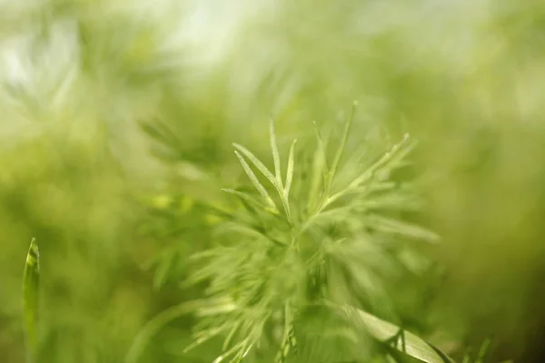 Piantagione Cannabis Medica Marijuana Pianta Fattoria All Aperto — Foto Stock