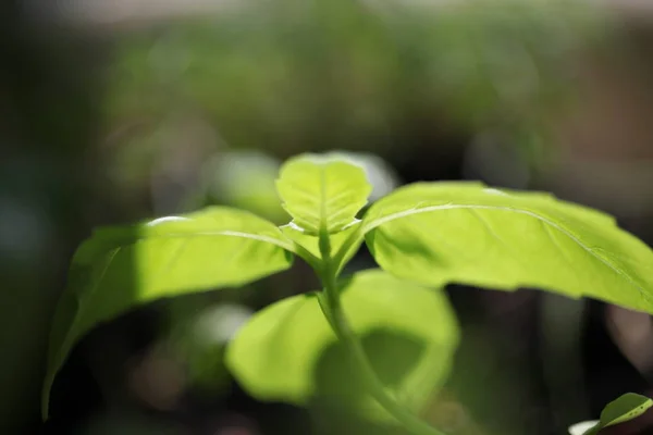 Plantation Cannabis Médical Marijuana Plante Ferme Extérieur — Photo