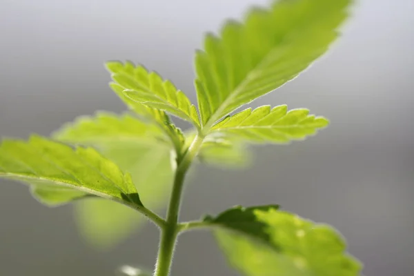 Plantação Cannabis Medicinal Maconha Planta Fazenda Livre — Fotografia de Stock