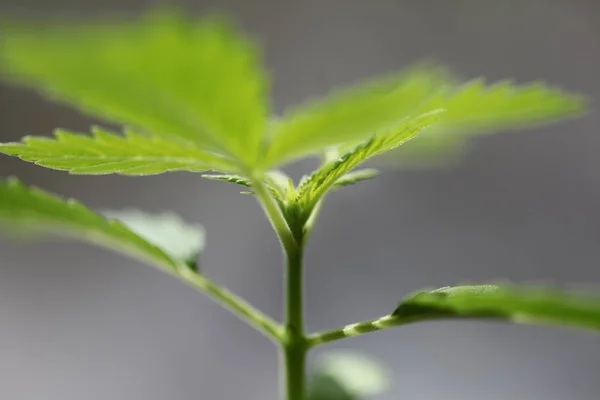 Plantación Cannabis Medicinal Marihuana Planta Granja Aire Libre — Foto de Stock
