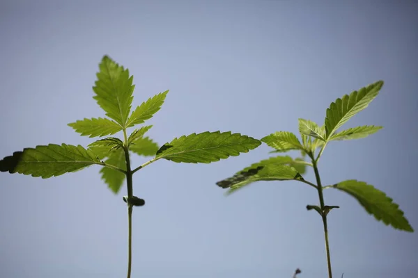 Plantage Medicinsk Cannabis Marijuana Plant Farm Utomhus — Stockfoto