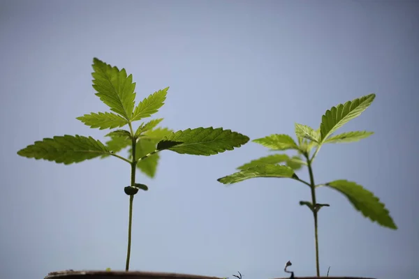 Plantage Medicinsk Cannabis Marijuana Plant Farm Utomhus — Stockfoto