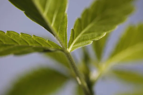 Výsadní Marihuany Marihuana Farma Venkovní — Stock fotografie